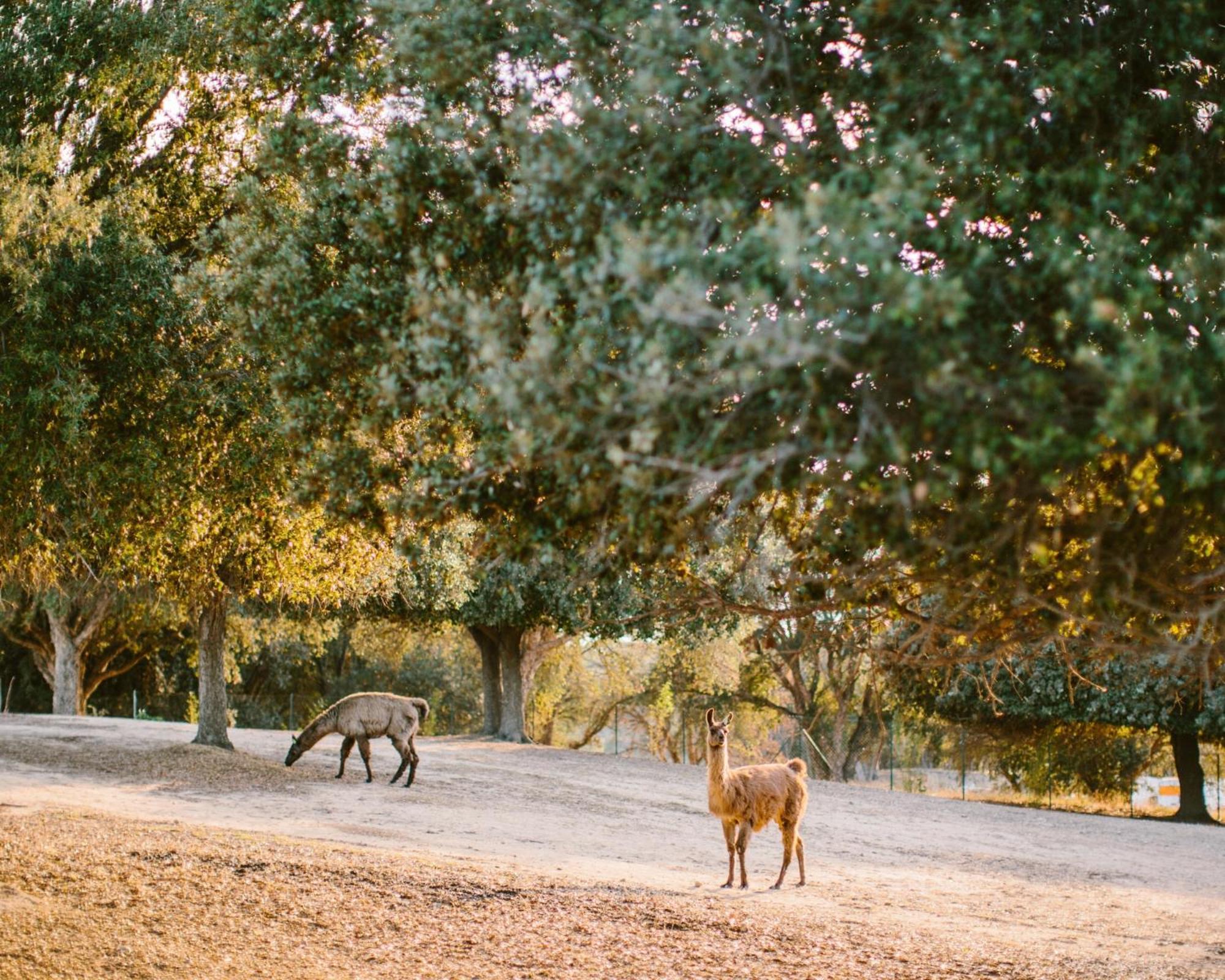 Domaine Naturiste De Riva Bella Linguizzetta Bagian luar foto