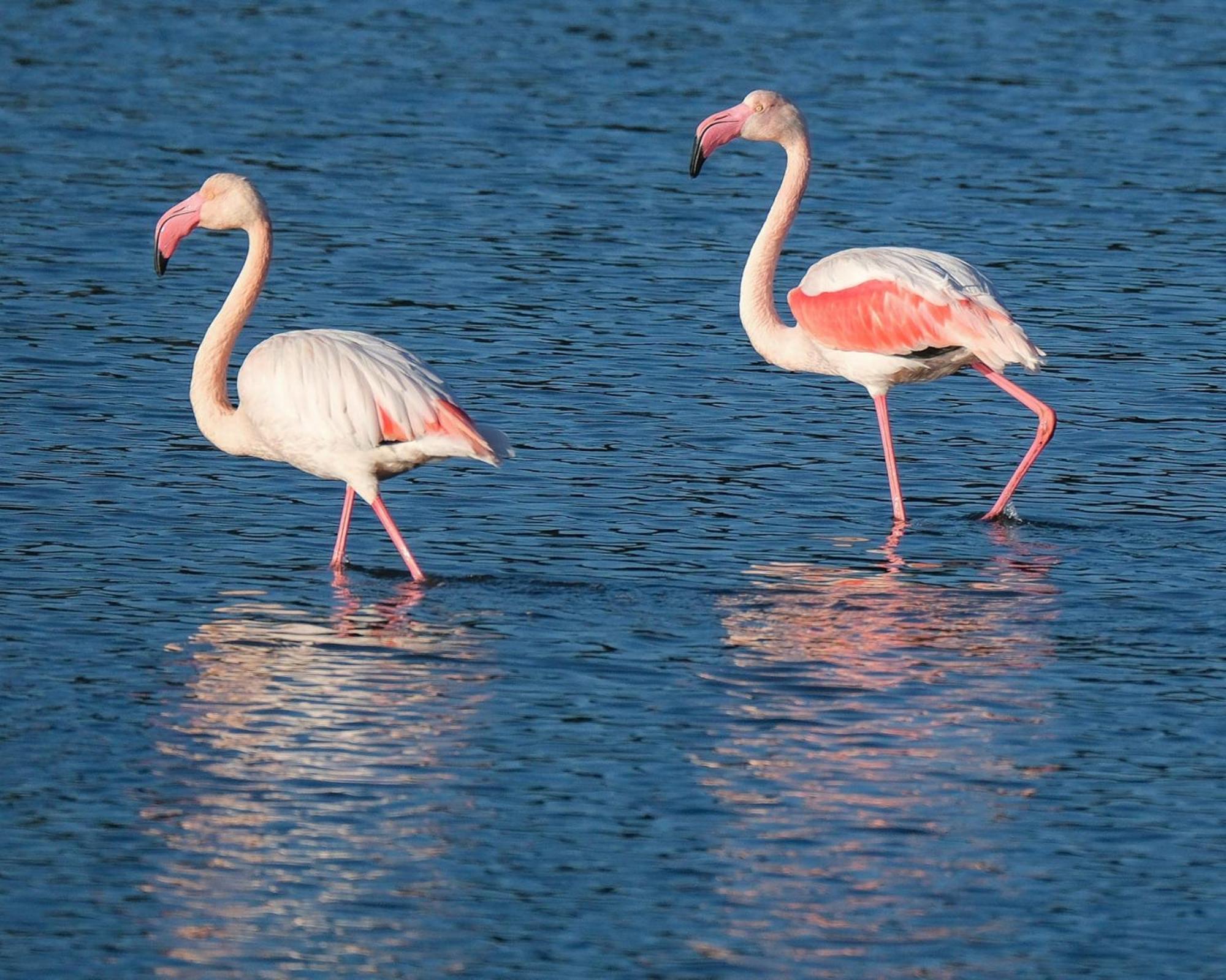 Domaine Naturiste De Riva Bella Linguizzetta Bagian luar foto